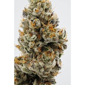 buy gelato #41 online