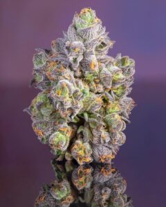 Jungle Cake Strain