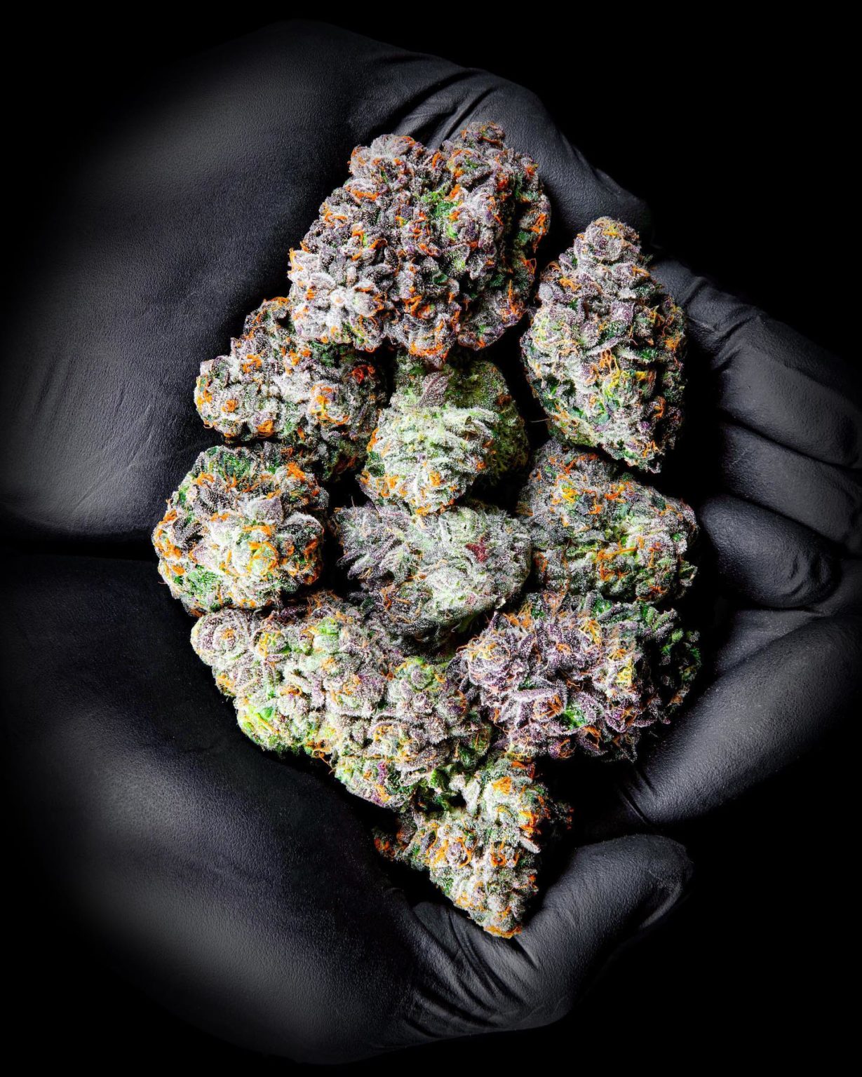 Buy Tutti Frutti Strain | Tutti Frutti Weed Strain THC | US