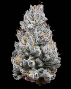 Buy Tropical Runtz Strain in the USA