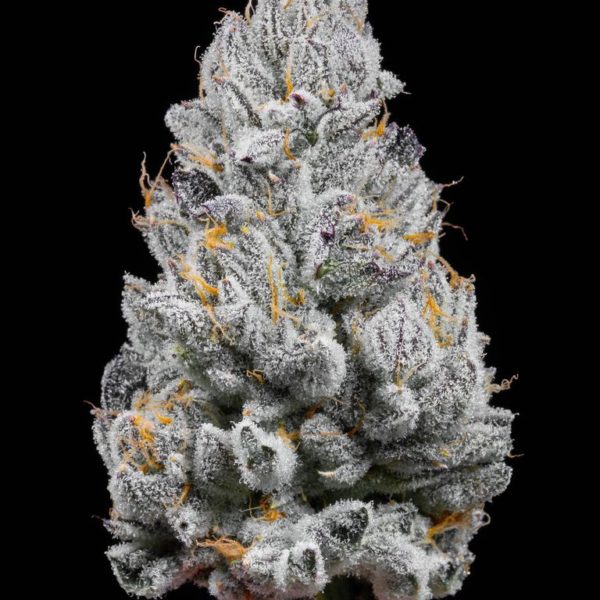 Buy Tropical Runtz Strain in the USA