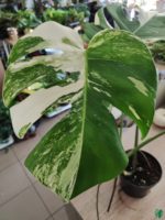 Medical Benefits of Albo Monstera Plant - Monstera Albo Plants Reviews.