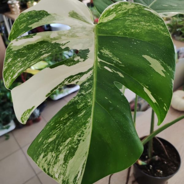 Medical Benefits of Albo Monstera Plant - Monstera Albo Plants Reviews.