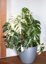 Buy Monstera Albo Plant Near Me For Sale | Albo Monstera Plant For Sale