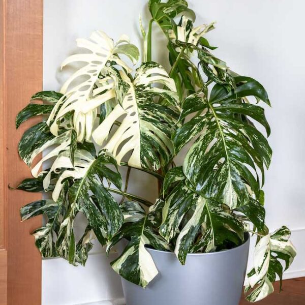Buy Monstera Albo Plant Near Me For Sale | Albo Monstera Plant For Sale