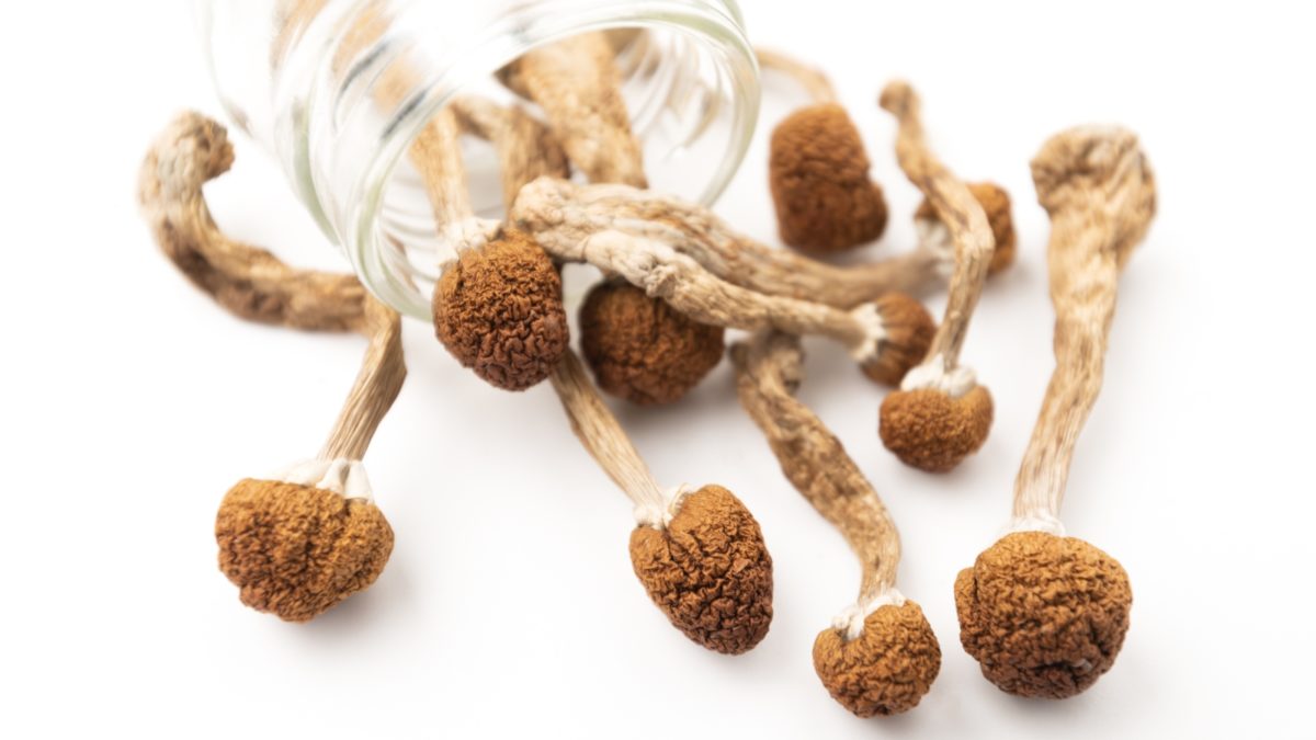 Buy Jedi Mind Fuck Mushroom Online | Get Jedi Mind Fuck Mushroom Spores Near Me