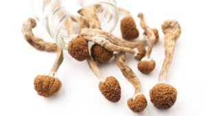 Buy Jedi Mind Fuck Mushroom Online | Get Jedi Mind Fuck Mushroom Spores Near Me