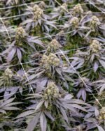 Buy Cookies Fried Banana Strain | Fried Banana Weed Strain Cookies | Fried Banana Seeds by Cookies Seed Bank