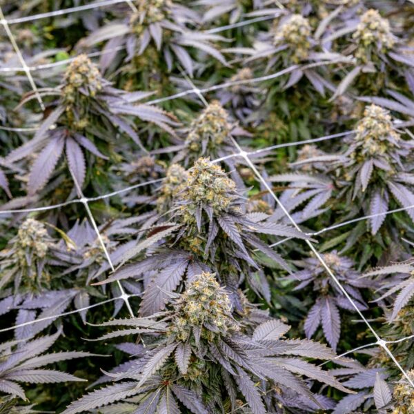Buy Cookies Fried Banana Strain | Fried Banana Weed Strain Cookies | Fried Banana Seeds by Cookies Seed Bank