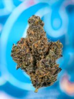 Buy Cookies Fried Banana Strain | Fried Banana Weed Strain Cookies | Fried Banana Seeds by Cookies Seed Bank